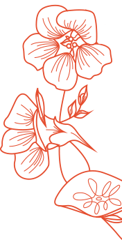 Nasturtium flower line art illustration